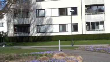 Stockholm, İsveç Mor Bahar Çiçekleri, Scilla Forbesii, Skarholmen etnik yerleşim bölgesinde bir parkta yetişiyor..