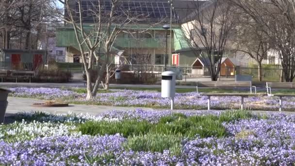Стокгольм Швеция Пурпурные Весенние Цветы Scilla Forbesii Растущие Парке Этническом — стоковое видео