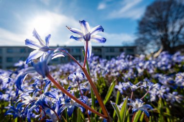 Stockholm, İsveç Mor Bahar Çiçekleri, Scilla Forbesii, Skarholmen etnik yerleşim bölgesinde bir parkta yetişiyor..