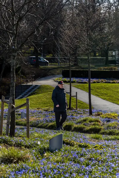 stock image Stockholm, Sweden April 23, 2024 A man walks among purple spring flowers, Scilla forbesii, growing in a park in the Skarholmen ethnic residential district.