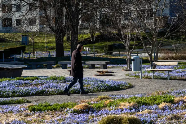 Estocolmo Suécia Abril 2024 Homem Caminha Entre Flores Roxas Primavera Fotos De Bancos De Imagens