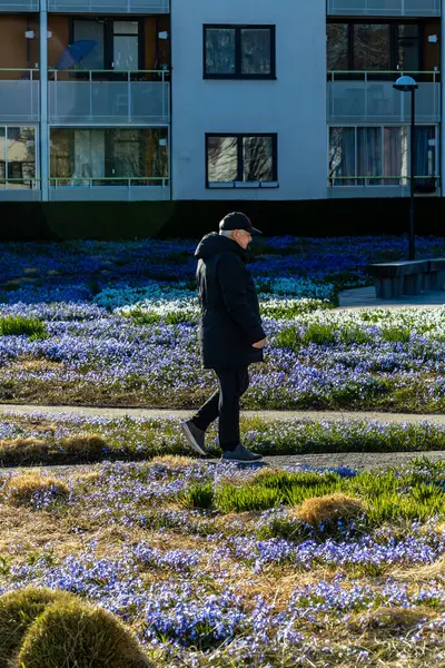 Estocolmo Suécia Abril 2024 Homem Caminha Entre Flores Roxas Primavera Imagens De Bancos De Imagens