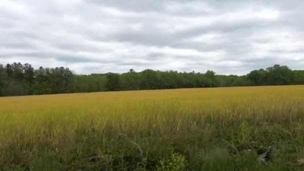 Frederick Herceg Maryland Usa Tavasszal Sárga Mező Búzával — Stock videók