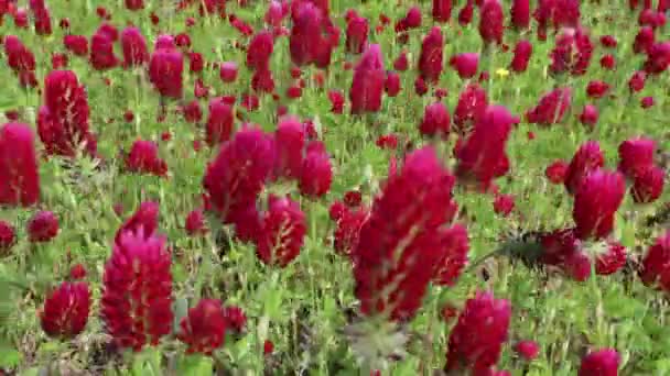 Prince Frederick Maryland Usa Field Crimson Clover Flowers Blowing Wind — Stock Video