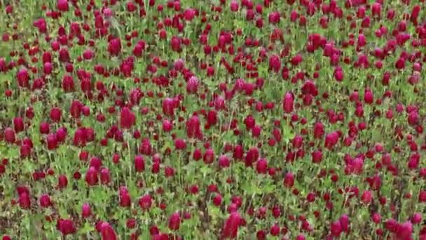 Prens Frederick Maryland Abd Rüzgarda Esen Kızıl Yonca Çiçekleri Tarlası — Stok video