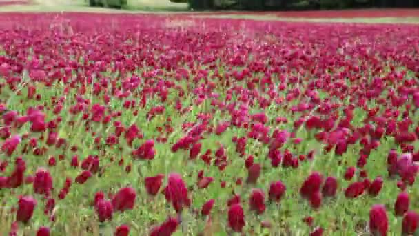 Prince Frederick Maryland Usa Field Crimson Clover Flowers Blowing Wind — Stock Video