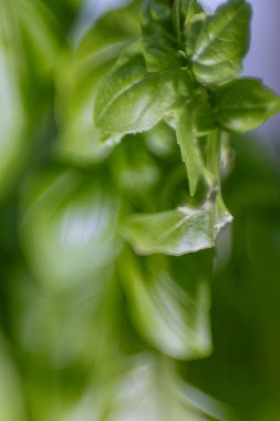 Evdeki bir cam kazanda yetişen fesleğen yapraklarının yakın çekimi..