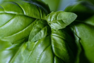 Evdeki bir cam kazanda yetişen fesleğen yapraklarının yakın çekimi..