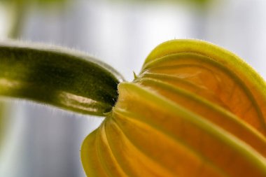 Pencerede ev yapımı kabak.
