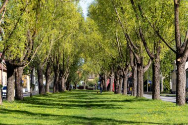 Stockholm, İsveç 15 Mayıs 2024. Şehrin güneyindeki yeşil ve yapraklı Gamla Enskede bölgesinde ağaçlarla kaplı bir sokak..
