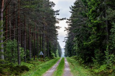 Vaxjo, Swedewn Ormanın içinden geçen toprak bir yol.