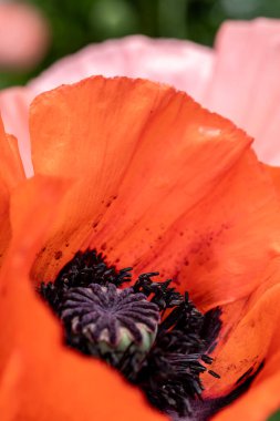 Haşhaş çiçeklerinin yakın çekimi