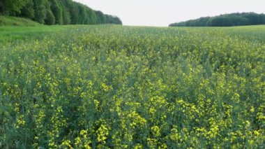 Stockholm, İsveç Yazın sarı kolza tohumu tarlası. 