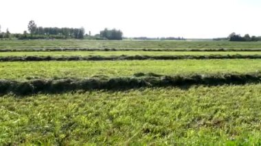 Tartu, Estonya saman tarlaları hasat için hazır.. 