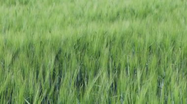 Tartu, Estonya Rüzgarda savrulan bir saman tarlası. 