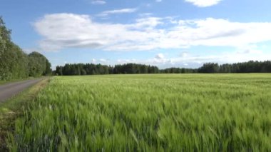 Kallaste, Estonya Yazın yetişen yeşil bir buğday tarlası