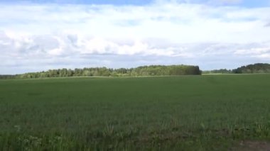 Kallaste, Estonya Yazın yetişen yeşil bir buğday tarlası