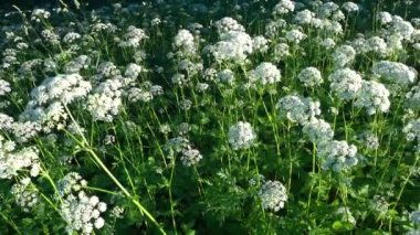 Gavle, İsveç maydanozu, Anthriscus sylvestris, yabani Chervil, gagalı maydanoz ya da tarlada yetişen Kraliçe Anne 'in danteli..  