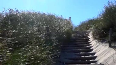 Hirtshals, Danimarka Kumulları ve rüzgarlı Kuzey Denizi kıyılarındaki otlar.  