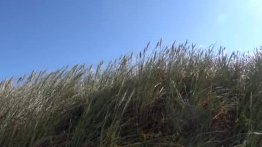 Hirtshals, Danimarka Kumulları ve rüzgarlı Kuzey Denizi kıyılarındaki otlar.  