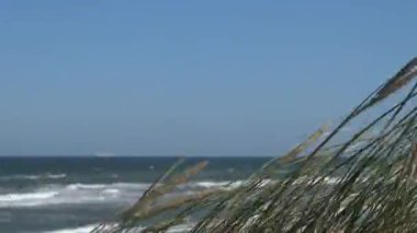 Hirtshals, Danimarka Kumulları ve rüzgarlı Kuzey Denizi kıyılarındaki otlar.  