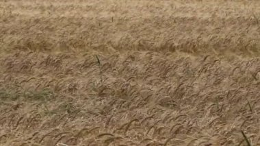 Hirtshals, Danimarka Rüzgarda yetişen bir buğday tarlası. 