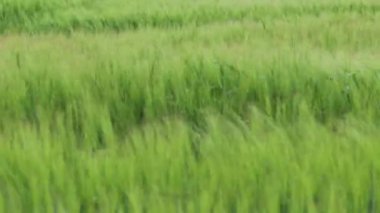 Hirtshals, Danimarka Rüzgarda yetişen bir buğday tarlası. 