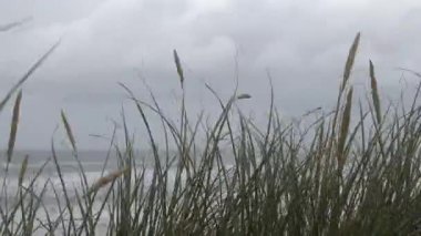 Hirtshals, Danimarka Kumulları ve rüzgarlı Kuzey Denizi kıyılarındaki otlar.  