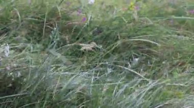 Hirthaller, Danimarka Yağmurda ıslak kum tepecikleri. 