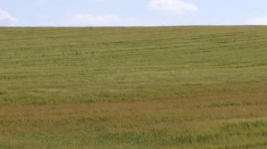 Hirtshals, Danimarka Rüzgarda savrulan buğday tarlaları. 