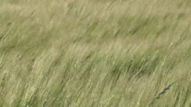 Hirtshals, Danimarka Rüzgarda savrulan buğday tarlaları. 