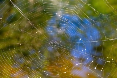 Stockholm, İsveç Göl suyunun üzerinde örümcek ağı.