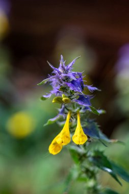 Stockholm, Sweden A wild wood cow-wheat wildflower. clipart