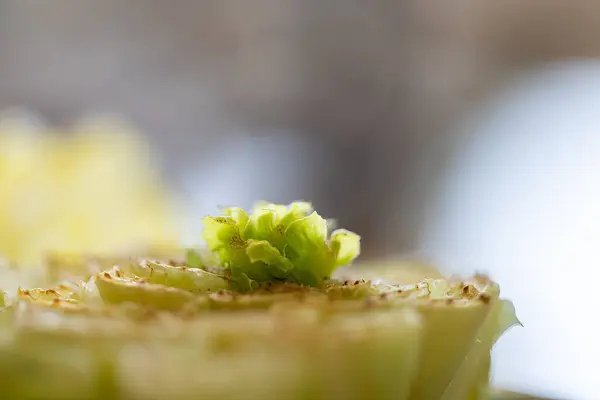 stock image A lettuce bottom placed in water regrows lettuce.