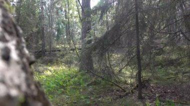 Oregrund, İsveç Mavi gömlekli bir adam ormanda yürüyor.. 