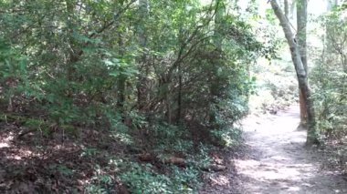 Solomons, Maryland, ABD Calvert Cliffs Eyalet Parkı 'ndaki sulak arazi manzarası ve Chesapeake Körfezi' ndeki Grays Creek yolu..
