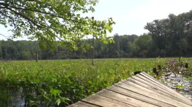 Solomons, Maryland, ABD bataklık manzarası Calvert Cliffs Eyalet Parkı ve Chesapeake Körfezi 'ndeki Grays Creek. 