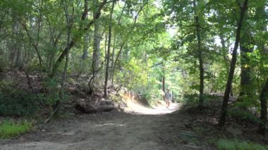 Calvert Cliffs, Maryland USA Orman ve sulak arazide bir adam ağaçlık bir yolda yürüyor.