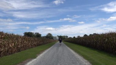 Crisfield, Maryland, ABD Mısır tarlaları yakınlarındaki toprak yolda tek başına yürüyen bir adam.. 