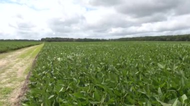 Çincoteague, Virginia, ABD Yeşil ve taze büyüyen soya tarlaları. 