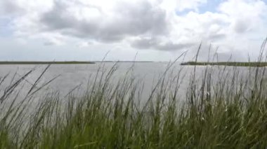 Chincoteague, Virginia, ABD Chincoteague Ulusal Vahşi Yaşam Sığınağı.  