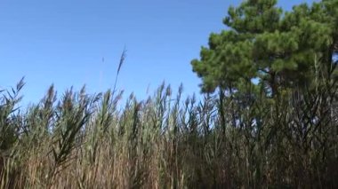 Chincoteague, Virginia ABD Sazlıkları, Çincoteague Ulusal Vahşi Yaşam Sığınağı 'nda ağaçlar ve büyüme.