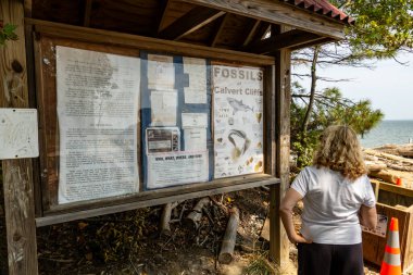 Solomons, Maryland, USA Aug 29, 2024 A woman looks at an information panel about fossils in the Calvert Cliffs State Park and the Grays Creek on the Chesapeake Bay. clipart