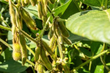 Çincoteague, Virginia, ABD Yeşil ve taze büyüyen soya tarlaları.