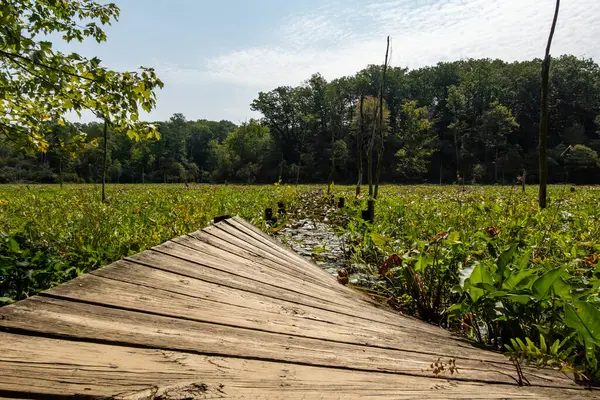 stock image Solomons, Maryland, USA Wetlands scenery in the Calvert Cliffs State Park and the Grays Creek on the Chesapeake Bay. and a tilted pier.