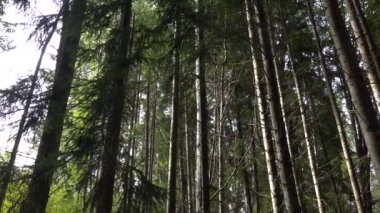 Stockholm, İsveç Güneşte parlayan uzun bir çam ormanı