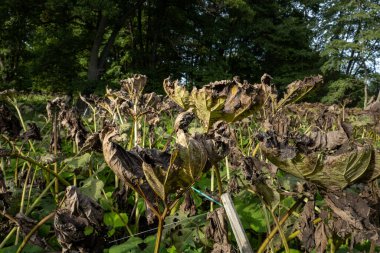 Stockholm, Sweden A field of dead dried-up sunflowers. clipart