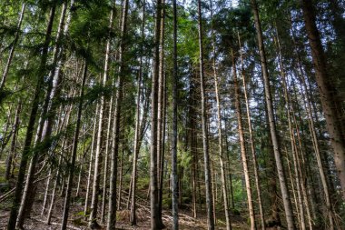 Stockholm, İsveç Güneşte parlayan uzun bir çam ormanı