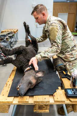 Stockholm, Sweden Oct 9, 2024 Military personel show off a doll training dog to train in medcial emergencies during a seven country Nato training mission. clipart