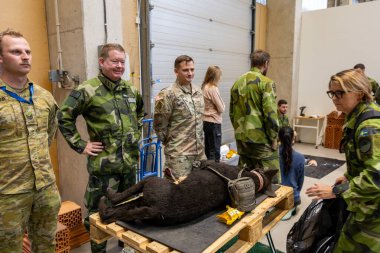 Stockholm, Sweden Oct 9, 2024 Military personel show off a doll training dog to train in medcial emergencies during a seven country Nato training mission. clipart